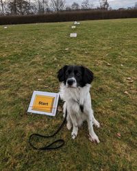 Rally Obedience 2